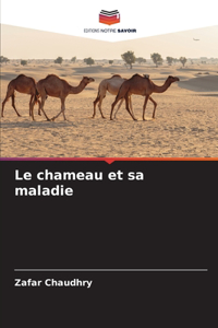 chameau et sa maladie