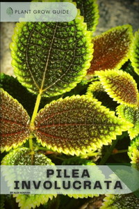 Pilea Involucrata