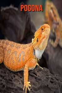 Pogona