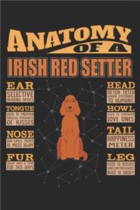 Anatomy Of A Irish Red Setter