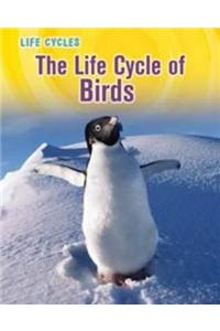 Life Cycle of Birds