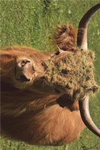 Horned Galloway Cow in the Field Journal