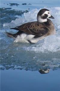 Long-Tailed Duck Journal (Clangula Hyemalis): 150 Page Lined Notebook/Diary