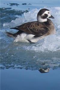 Long-Tailed Duck Journal (Clangula Hyemalis)