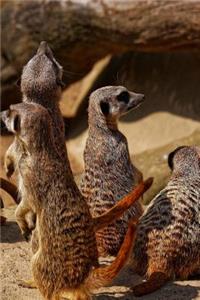 Meerkat Notebook - Journal Gift for Cute Animal Lovers