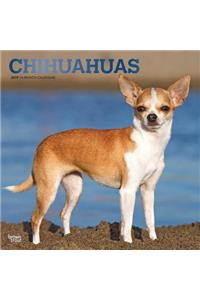 Chihuahuas 2019 Square Foil