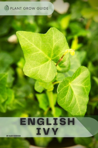 English Ivy