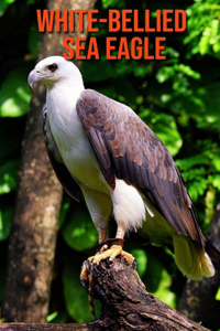 White-Bellied Sea Eagle