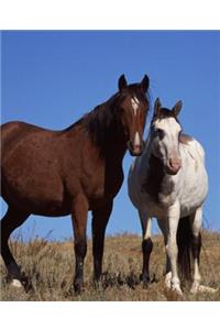 Horse Photo School Composition Book Equine Horses Sky Background