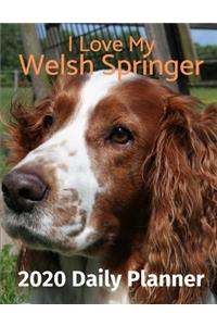 I Love My Welsh Springer