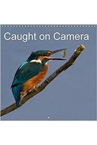 Caught on Camera 2017