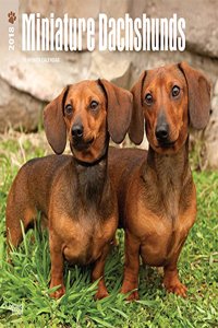 Dachshunds, Miniature 2018 Wall Calendar