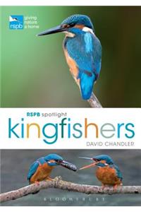 Rspb Spotlight Kingfishers