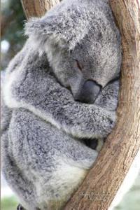 Sleeping Koala Journal