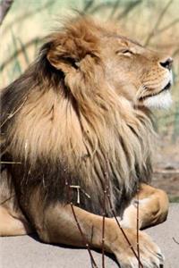 A Lion Sniffs the Air Journal