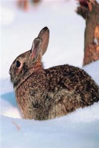 Journal Winter Rabbit Snow