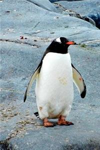 A Solitary Penguin Standing Sentry Journal