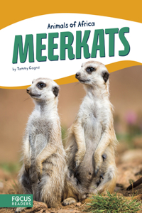 Meerkats