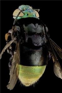 Orchid Bee Euglossini Journal