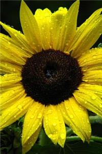 Sunflower Covered in Morning Dew Journal