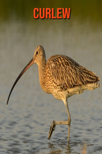 Curlew
