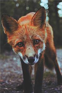 Red Fox Lovers Journal