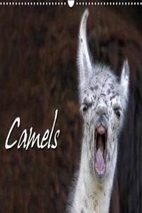 Camels / UK-Version 2018