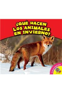 Que Hacen Los Animales En Invierno?