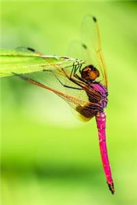 The Perching Dragonfly Journal