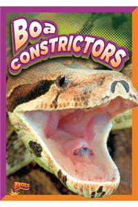 Boa Constrictors