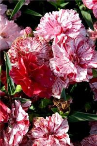 2020 Weekly Planner Flowers Pretty Carnations 134 Pages