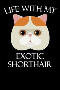 Life with My Exotic Shorthair