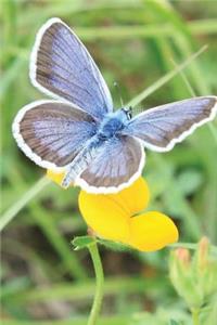 Blue Butterfly