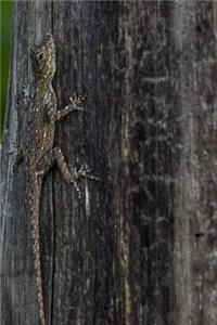 Wild Lizard Notebook