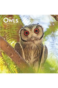 Owls 2021 Mini 7x7