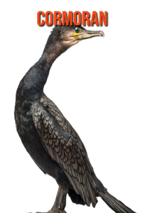 Cormoran