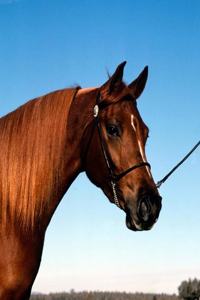 Horse Photo School Composition Book Equine Arabian Show Horse