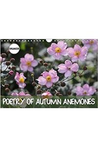 Poetry of Autumn Anemones 2018