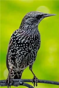 Mind Blowing Sturnus Vulgaris Journal