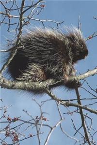 Porcupine in a Tree Journal: 150 Page Lined Notebook/Diary