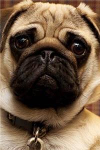 Sad Pug Dog Thinks You Don't Love Him Anymore Journal