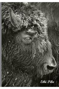 Ethi Pike - Black and White Bison