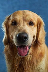 Golden Retriever Dog Pup Puppy Doggie Notebook Bullet Journal Diary Composition Book Notepad - Dreamy Eyes