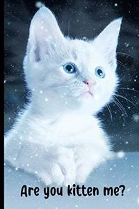 Are You Kitten Me