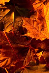 2020 Weekly Planner Fall Leaves Ground 134 Pages