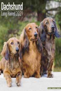 Dachshund Long Haired 2021 Wall Calendar
