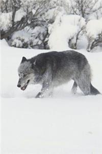 Gray Wolf in the Snow Journal