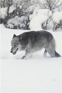 Gray Wolf in the Snow Journal