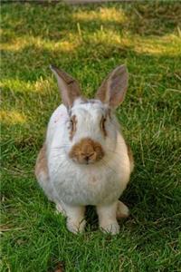 A Single Hare Bunny Rabbit Journal