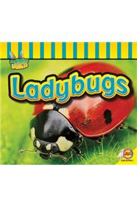 Ladybugs